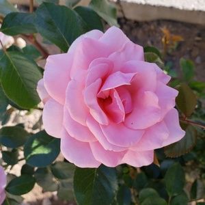 Meet your Posher, Noelia